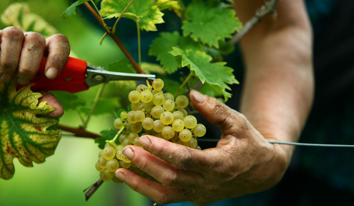 p&f wineries